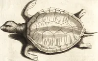 An illustration from Histoire naturelle et morale des iles Antilles de l'Amerique : enrichie de plusieurs belles figures des raretez les plus considerables qui y sont d'écrites : avec un vocabulaire caraibe (1658)