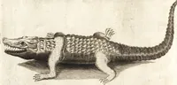 An illustration from Histoire naturelle et morale des iles Antilles de l'Amerique : enrichie de plusieurs belles figures des raretez les plus considerables qui y sont d'écrites : avec un vocabulaire caraibe (1658)