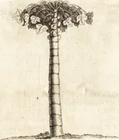 Picture 6 of 57 from Histoire naturelle et morale des iles Antilles de l'Amerique : enrichie de plusieurs belles figures des raretez les plus considerables qui y sont d'écrites : avec un vocabulaire caraibe (1658), leaf 69