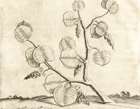 An illustration from Histoire naturelle et morale des iles Antilles de l'Amerique : enrichie de plusieurs belles figures des raretez les plus considerables qui y sont d'écrites : avec un vocabulaire caraibe (1658)