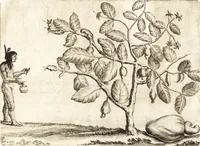 Picture 9 of 57 from Histoire naturelle et morale des iles Antilles de l'Amerique : enrichie de plusieurs belles figures des raretez les plus considerables qui y sont d'écrites : avec un vocabulaire caraibe (1658), leaf 74