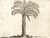 An illustration from Histoire naturelle et morale des iles Antilles de l'Amerique : enrichie de plusieurs belles figures des raretez les plus considerables qui y sont d'écrites : avec un vocabulaire caraibe (1658)