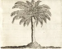 An illustration from Histoire naturelle et morale des iles Antilles de l'Amerique : enrichie de plusieurs belles figures des raretez les plus considerables qui y sont d'écrites : avec un vocabulaire caraibe (1658)