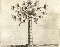 An illustration from Histoire naturelle et morale des iles Antilles de l'Amerique : enrichie de plusieurs belles figures des raretez les plus considerables qui y sont d'écrites : avec un vocabulaire caraibe (1658)