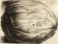 An illustration from Histoire naturelle et morale des iles Antilles de l'Amerique : enrichie de plusieurs belles figures des raretez les plus considerables qui y sont d'écrites : avec un vocabulaire caraibe (1658)