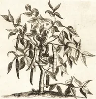 An illustration from Histoire naturelle et morale des iles Antilles de l'Amerique : enrichie de plusieurs belles figures des raretez les plus considerables qui y sont d'écrites : avec un vocabulaire caraibe (1658)