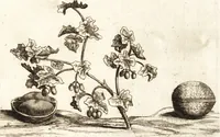 An illustration from Histoire naturelle et morale des iles Antilles de l'Amerique : enrichie de plusieurs belles figures des raretez les plus considerables qui y sont d'écrites : avec un vocabulaire caraibe (1658)