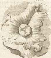 An illustration from Histoire de l'art chez les anciens (1793)