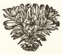 An illustration from Hugo Grotius De veritate religionis Christianae (1709)
