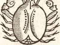 An illustration from Iordanvs Brvnvs nolanvs De vmbris idearvm : implicantibus artem quaerendi, inueniendi, iudicandi, ordinandi, & applicandi : ad internam scripturam, & non vulgares per memoriam operationes explicatis (1582)