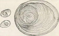 An illustration from Museum Wormianum, seu, Historia rerum rariorum : tam naturalium, quam artificialium, tam domesticarum, quam exoticarum, quae Hafniae Danorum in aedibus authoris servantur (1655)