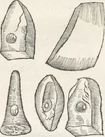 An illustration from Museum Wormianum, seu, Historia rerum rariorum : tam naturalium, quam artificialium, tam domesticarum, quam exoticarum, quae Hafniae Danorum in aedibus authoris servantur (1655)