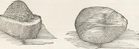 An illustration from Museum Wormianum, seu, Historia rerum rariorum : tam naturalium, quam artificialium, tam domesticarum, quam exoticarum, quae Hafniae Danorum in aedibus authoris servantur (1655)