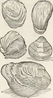 An illustration from Museum Wormianum, seu, Historia rerum rariorum : tam naturalium, quam artificialium, tam domesticarum, quam exoticarum, quae Hafniae Danorum in aedibus authoris servantur (1655)