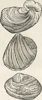 An illustration from Museum Wormianum, seu, Historia rerum rariorum : tam naturalium, quam artificialium, tam domesticarum, quam exoticarum, quae Hafniae Danorum in aedibus authoris servantur (1655)