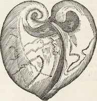 An illustration from Museum Wormianum, seu, Historia rerum rariorum : tam naturalium, quam artificialium, tam domesticarum, quam exoticarum, quae Hafniae Danorum in aedibus authoris servantur (1655)