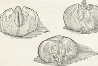 An illustration from Museum Wormianum, seu, Historia rerum rariorum : tam naturalium, quam artificialium, tam domesticarum, quam exoticarum, quae Hafniae Danorum in aedibus authoris servantur (1655)