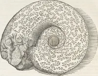 An illustration from Museum Wormianum, seu, Historia rerum rariorum : tam naturalium, quam artificialium, tam domesticarum, quam exoticarum, quae Hafniae Danorum in aedibus authoris servantur (1655)