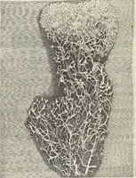 An illustration from Museum Wormianum, seu, Historia rerum rariorum : tam naturalium, quam artificialium, tam domesticarum, quam exoticarum, quae Hafniae Danorum in aedibus authoris servantur (1655)
