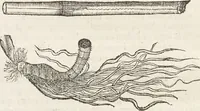 An illustration from Museum Wormianum, seu, Historia rerum rariorum : tam naturalium, quam artificialium, tam domesticarum, quam exoticarum, quae Hafniae Danorum in aedibus authoris servantur (1655)