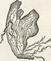 An illustration from Museum Wormianum, seu, Historia rerum rariorum : tam naturalium, quam artificialium, tam domesticarum, quam exoticarum, quae Hafniae Danorum in aedibus authoris servantur (1655)