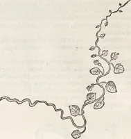 An illustration from Museum Wormianum, seu, Historia rerum rariorum : tam naturalium, quam artificialium, tam domesticarum, quam exoticarum, quae Hafniae Danorum in aedibus authoris servantur (1655)