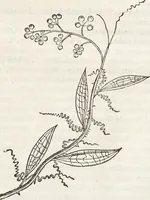 An illustration from Museum Wormianum, seu, Historia rerum rariorum : tam naturalium, quam artificialium, tam domesticarum, quam exoticarum, quae Hafniae Danorum in aedibus authoris servantur (1655)