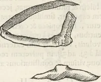 An illustration from Museum Wormianum, seu, Historia rerum rariorum : tam naturalium, quam artificialium, tam domesticarum, quam exoticarum, quae Hafniae Danorum in aedibus authoris servantur (1655)