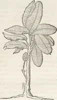 An illustration from Museum Wormianum, seu, Historia rerum rariorum : tam naturalium, quam artificialium, tam domesticarum, quam exoticarum, quae Hafniae Danorum in aedibus authoris servantur (1655)