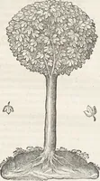 An illustration from Museum Wormianum, seu, Historia rerum rariorum : tam naturalium, quam artificialium, tam domesticarum, quam exoticarum, quae Hafniae Danorum in aedibus authoris servantur (1655)