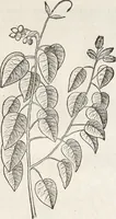 An illustration from Museum Wormianum, seu, Historia rerum rariorum : tam naturalium, quam artificialium, tam domesticarum, quam exoticarum, quae Hafniae Danorum in aedibus authoris servantur (1655)