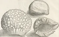 An illustration from Museum Wormianum, seu, Historia rerum rariorum : tam naturalium, quam artificialium, tam domesticarum, quam exoticarum, quae Hafniae Danorum in aedibus authoris servantur (1655)