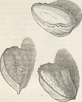 An illustration from Museum Wormianum, seu, Historia rerum rariorum : tam naturalium, quam artificialium, tam domesticarum, quam exoticarum, quae Hafniae Danorum in aedibus authoris servantur (1655)