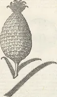 An illustration from Museum Wormianum, seu, Historia rerum rariorum : tam naturalium, quam artificialium, tam domesticarum, quam exoticarum, quae Hafniae Danorum in aedibus authoris servantur (1655)