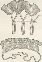 An illustration from Museum Wormianum, seu, Historia rerum rariorum : tam naturalium, quam artificialium, tam domesticarum, quam exoticarum, quae Hafniae Danorum in aedibus authoris servantur (1655)