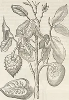 An illustration from Museum Wormianum, seu, Historia rerum rariorum : tam naturalium, quam artificialium, tam domesticarum, quam exoticarum, quae Hafniae Danorum in aedibus authoris servantur (1655)
