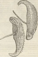 An illustration from Museum Wormianum, seu, Historia rerum rariorum : tam naturalium, quam artificialium, tam domesticarum, quam exoticarum, quae Hafniae Danorum in aedibus authoris servantur (1655)