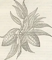 An illustration from Museum Wormianum, seu, Historia rerum rariorum : tam naturalium, quam artificialium, tam domesticarum, quam exoticarum, quae Hafniae Danorum in aedibus authoris servantur (1655)