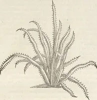 An illustration from Museum Wormianum, seu, Historia rerum rariorum : tam naturalium, quam artificialium, tam domesticarum, quam exoticarum, quae Hafniae Danorum in aedibus authoris servantur (1655)