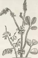 An illustration from Museum Wormianum, seu, Historia rerum rariorum : tam naturalium, quam artificialium, tam domesticarum, quam exoticarum, quae Hafniae Danorum in aedibus authoris servantur (1655)