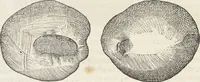 An illustration from Museum Wormianum, seu, Historia rerum rariorum : tam naturalium, quam artificialium, tam domesticarum, quam exoticarum, quae Hafniae Danorum in aedibus authoris servantur (1655)