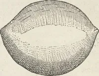 An illustration from Museum Wormianum, seu, Historia rerum rariorum : tam naturalium, quam artificialium, tam domesticarum, quam exoticarum, quae Hafniae Danorum in aedibus authoris servantur (1655)