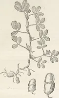 An illustration from Museum Wormianum, seu, Historia rerum rariorum : tam naturalium, quam artificialium, tam domesticarum, quam exoticarum, quae Hafniae Danorum in aedibus authoris servantur (1655)