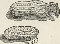 An illustration from Museum Wormianum, seu, Historia rerum rariorum : tam naturalium, quam artificialium, tam domesticarum, quam exoticarum, quae Hafniae Danorum in aedibus authoris servantur (1655)