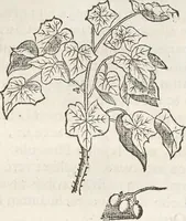 An illustration from Museum Wormianum, seu, Historia rerum rariorum : tam naturalium, quam artificialium, tam domesticarum, quam exoticarum, quae Hafniae Danorum in aedibus authoris servantur (1655)