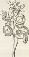 An illustration from Museum Wormianum, seu, Historia rerum rariorum : tam naturalium, quam artificialium, tam domesticarum, quam exoticarum, quae Hafniae Danorum in aedibus authoris servantur (1655)
