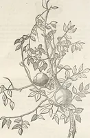 An illustration from Museum Wormianum, seu, Historia rerum rariorum : tam naturalium, quam artificialium, tam domesticarum, quam exoticarum, quae Hafniae Danorum in aedibus authoris servantur (1655)