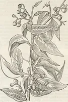 An illustration from Museum Wormianum, seu, Historia rerum rariorum : tam naturalium, quam artificialium, tam domesticarum, quam exoticarum, quae Hafniae Danorum in aedibus authoris servantur (1655)