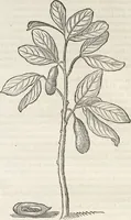 An illustration from Museum Wormianum, seu, Historia rerum rariorum : tam naturalium, quam artificialium, tam domesticarum, quam exoticarum, quae Hafniae Danorum in aedibus authoris servantur (1655)