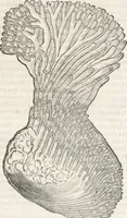 An illustration from Museum Wormianum, seu, Historia rerum rariorum : tam naturalium, quam artificialium, tam domesticarum, quam exoticarum, quae Hafniae Danorum in aedibus authoris servantur (1655)